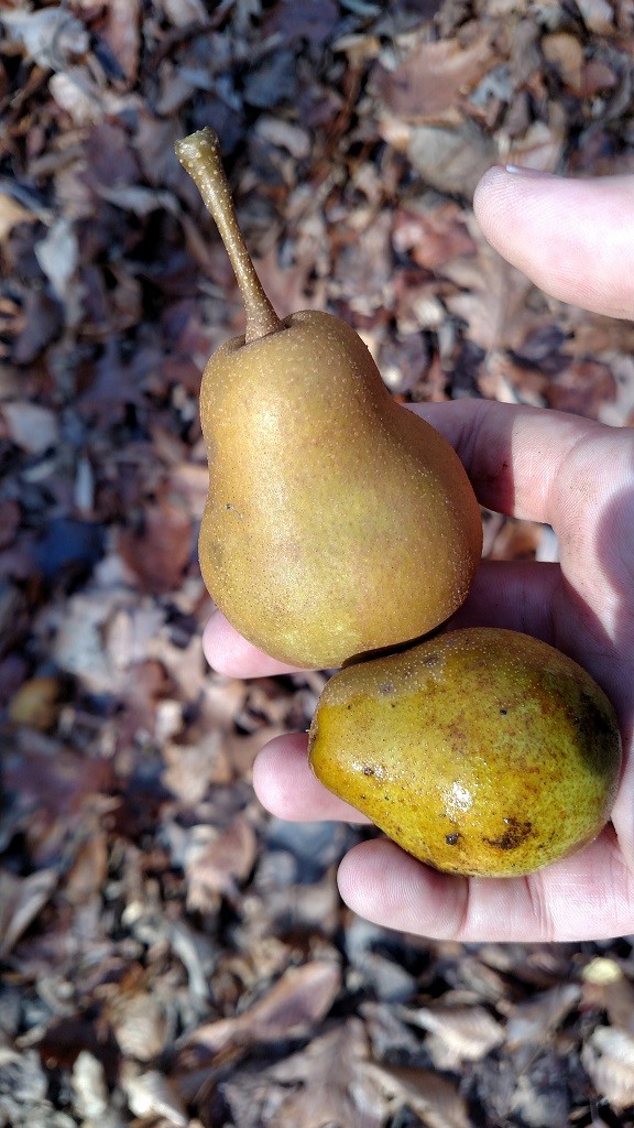 Week 11 Wild Pears