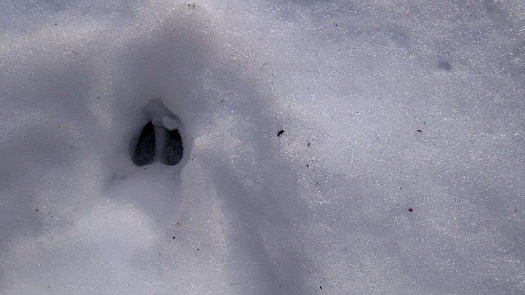 Deer Print in the Snow