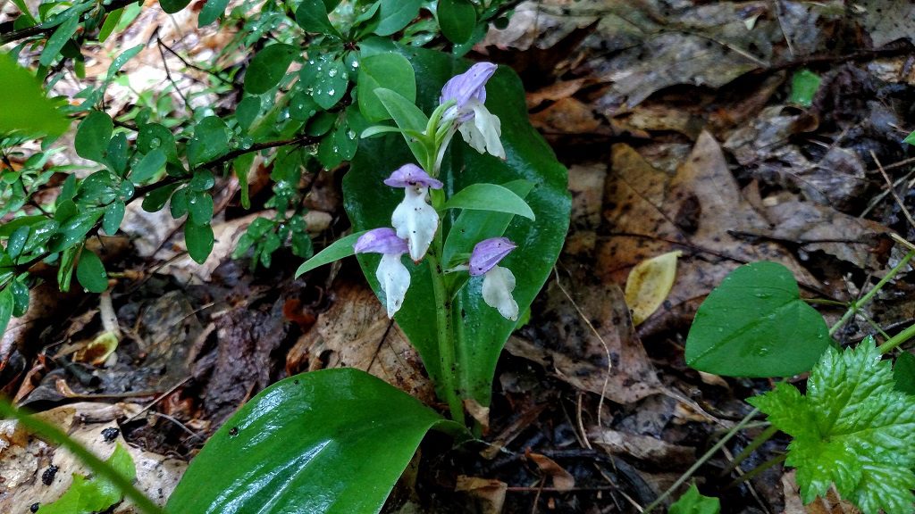 Week 37 Showy Orchis