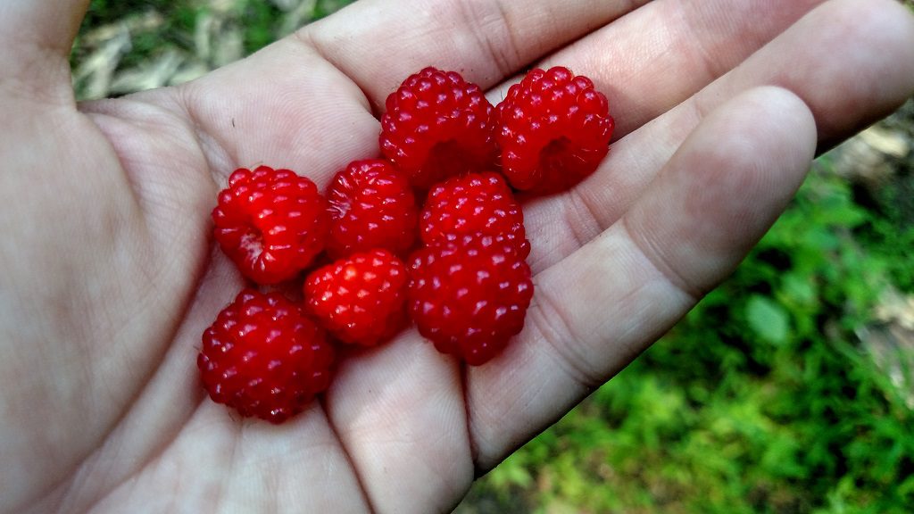 Berries!