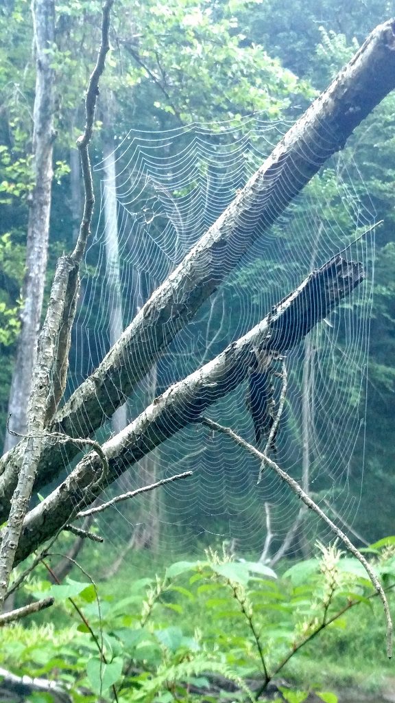 Big Web